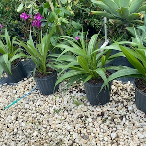 Purple Ground Orchid Spathoglottis plicata 10 inch pot image 5