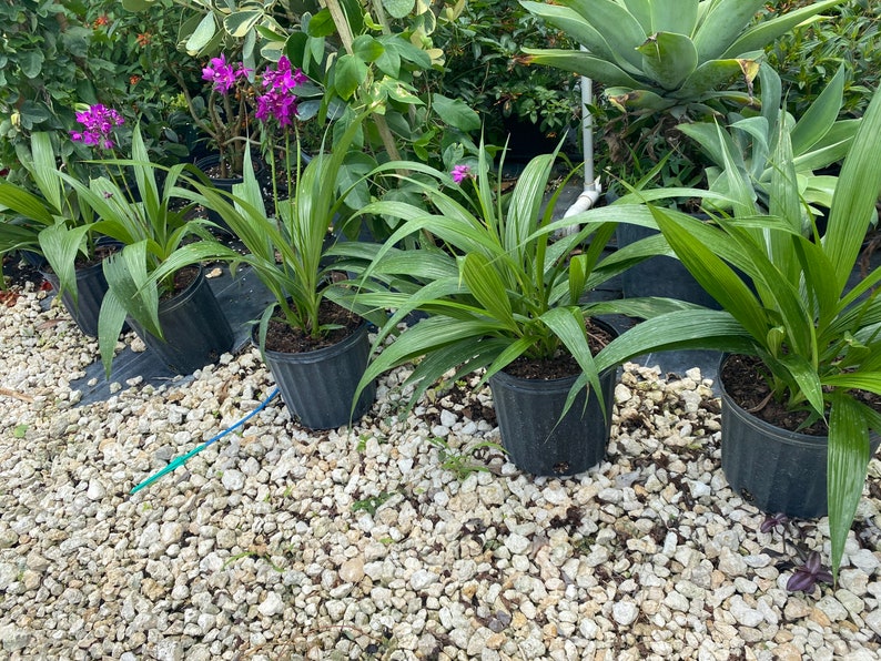 Purple Ground Orchid Spathoglottis plicata 10 inch pot image 5