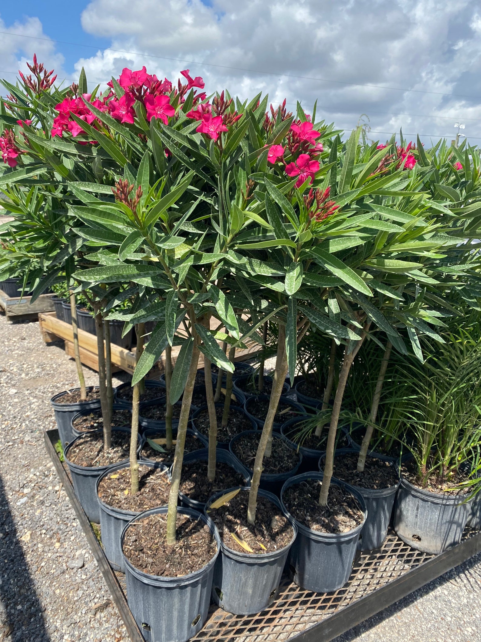 Oleander Calypso Pink Nerium Oleander TREE FORM 10 Inch Pot Etsy