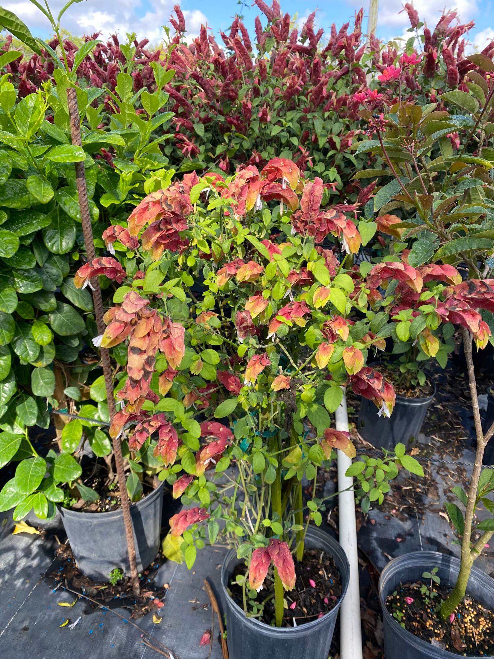 Vine Fruit Cocktail Shrimp Plant / Justicia Brandegeana 10 Etsy