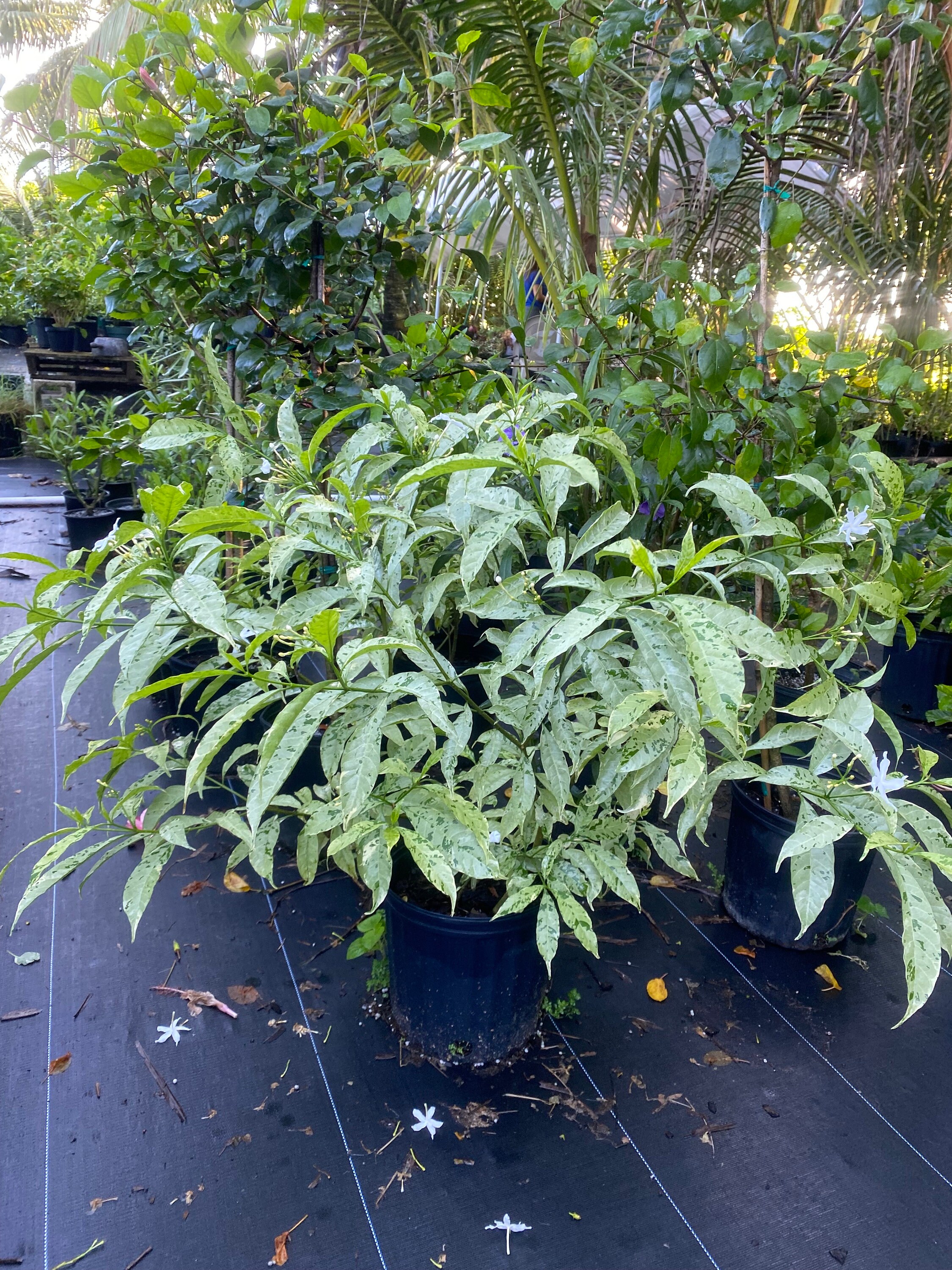 Jasmineです JD Jasmine – Tabernaemontana Divaricata 'JD Variegata' 10 Inch Pot