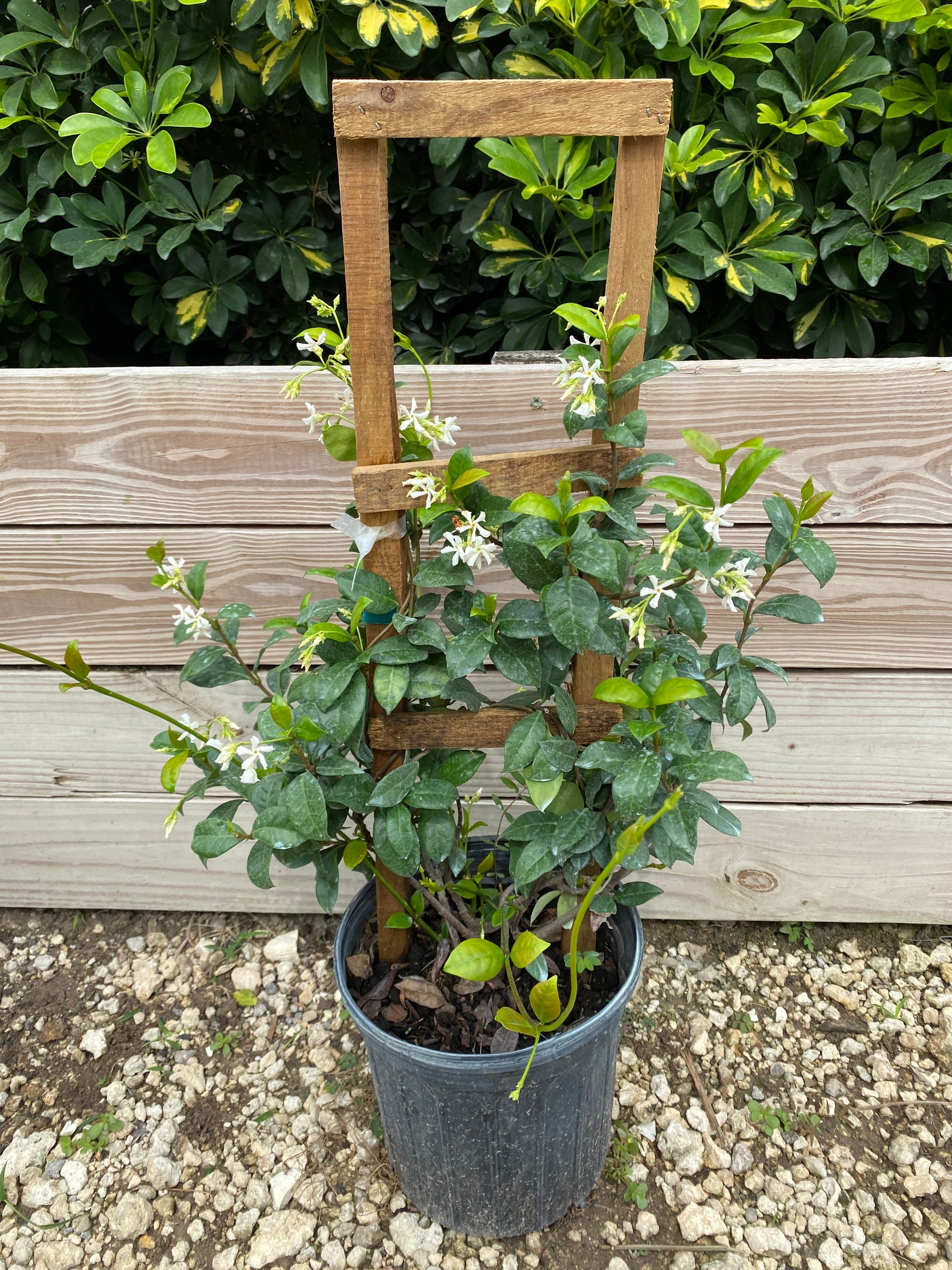 Confederate Jasmine Trachelospermum jasminoides 10inch pot in Etsy