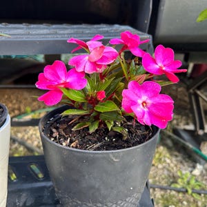 May include: A potted plant with vibrant pink flowers. The flowers have multiple petals and are in full bloom. The plant is in a black plastic pot with a textured design. Green leaves surround the flowers.