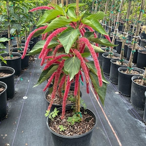 Chenille Plant – Acalypha hispida 10 Inch Pot, Tree Firm. Red Cat Tail Flowers, Tropical Flowering Plant, Hummingbird Garden Tree