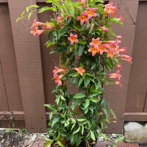 May include: A potted orange trumpet vine with bright orange flowers growing up a trellis. The vine is in a black pot and is surrounded by small rocks.
