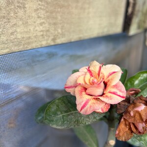 May include: A desert rose flower with layered, ruffled petals in shades of pale yellow and cream, featuring prominent streaks of vibrant pink. The bloom is surrounded by thick, dark green leaves, with a withered brown flower head nearby.