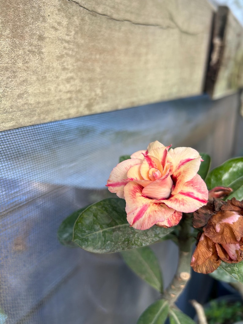 May include: A desert rose flower with layered, ruffled petals in shades of pale yellow and cream, featuring prominent streaks of vibrant pink. The bloom is surrounded by thick, dark green leaves, with a withered brown flower head nearby.
