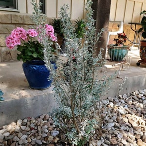 Texas Sage Leucophyllum frutescens BUSH FORM 10 inch pot FREE Shipping East Coast and Central States image 9