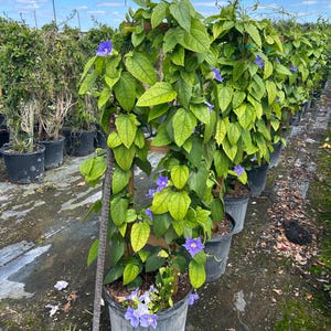 Sky Vine Bengal Clockvine Thunbergia grandiflora 14 inch pot Free shipping to Eastern and Central States excluded States in Description