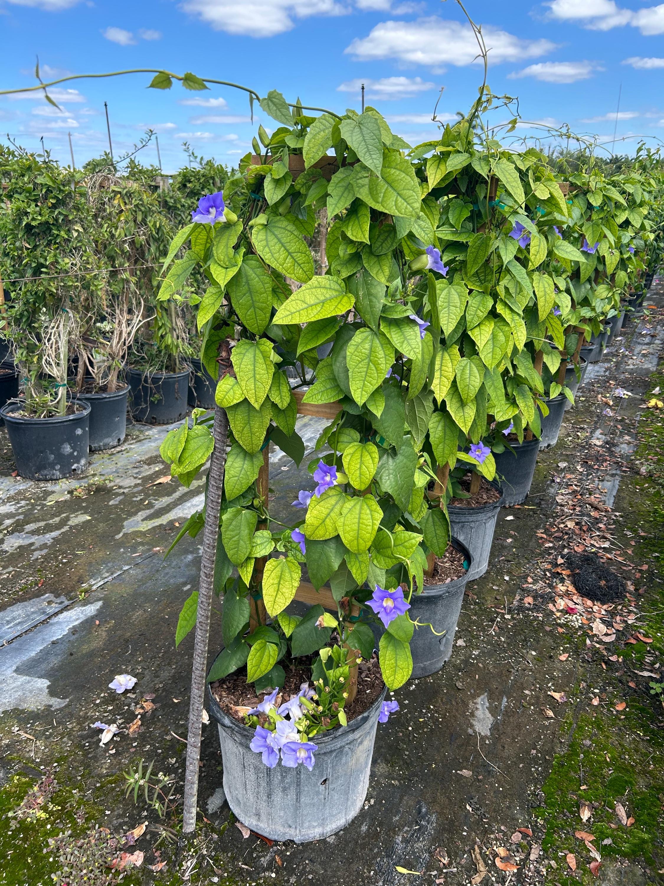 Sky Vine Bengal Clockvine Thunbergia Grandiflora 14 Inch Pot Free
