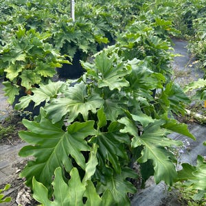 May include: A field of lush, green Philodendron plants. The large, deeply lobed leaves are a vibrant green, filling the frame. The plants are in black pots, arranged in rows, creating a dense, tropical feel. The background shows more plants and some trees.