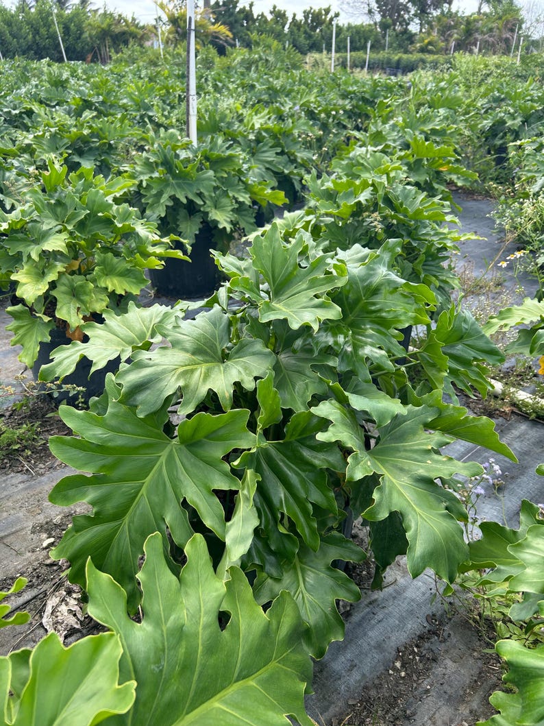 May include: A field of lush, green Philodendron plants. The large, deeply lobed leaves are a vibrant green, filling the frame. The plants are in black pots, arranged in rows, creating a dense, tropical feel. The background shows more plants and some trees.