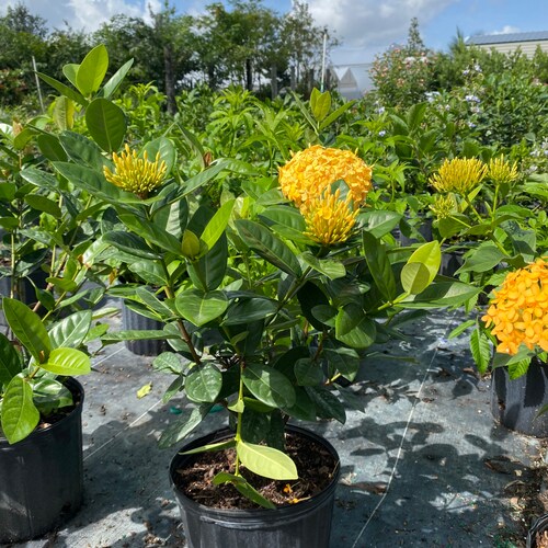 Maui Yellow Ixora | Etsy