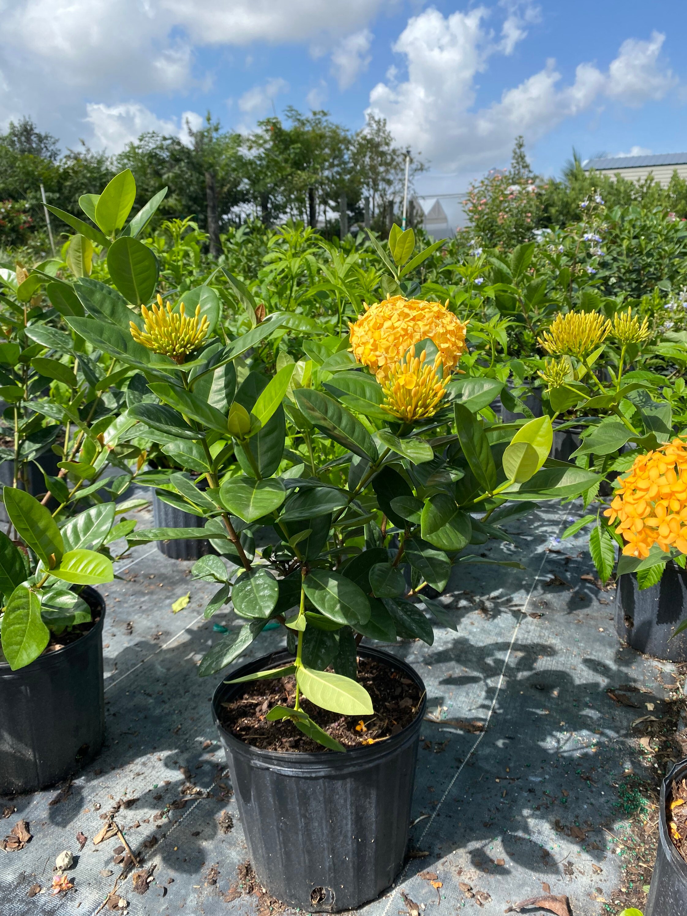 Image of Ixora bush pot patio