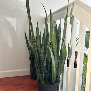 Snake Plant Sansevieria ‘Zeylanica’ –HUGE - 10 Inch Pot Indoor Plant, Hardy Low Light Houseplant, Air Purifying Evergreen Floor Plant