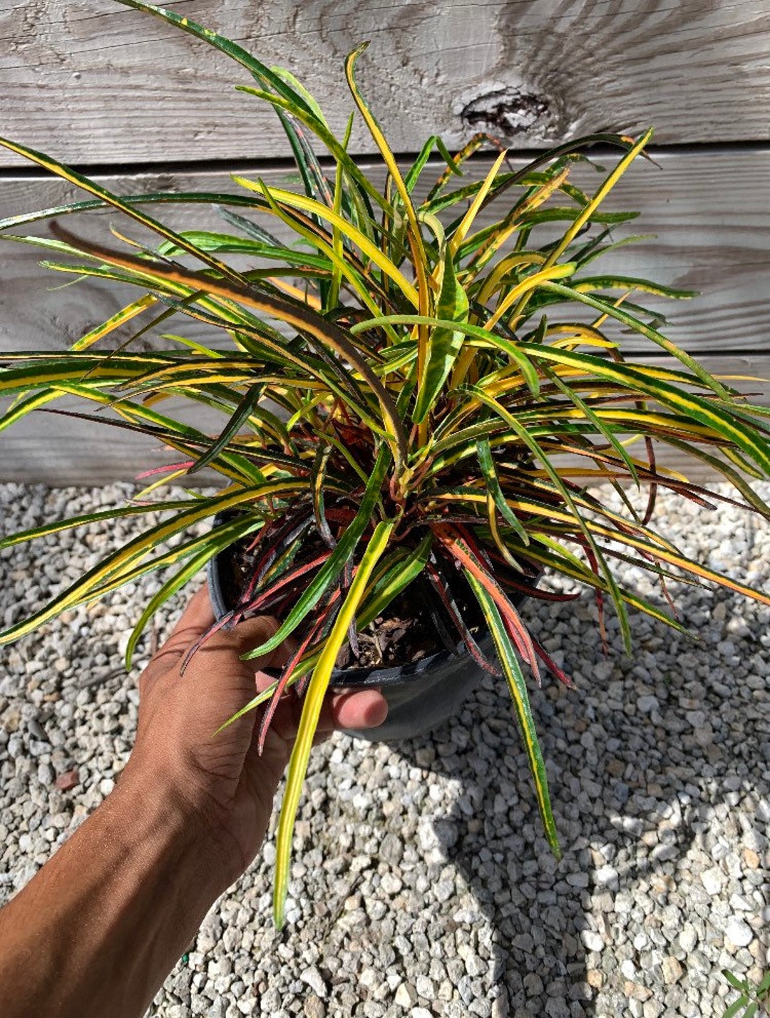 Codiaeum Variegatum zanzibar Croton 6 Inch Pot FREE Etsy