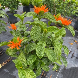 May include: A potted plant with bright orange flowers and green leaves. The plant is in a black pot and is sitting on a black surface.