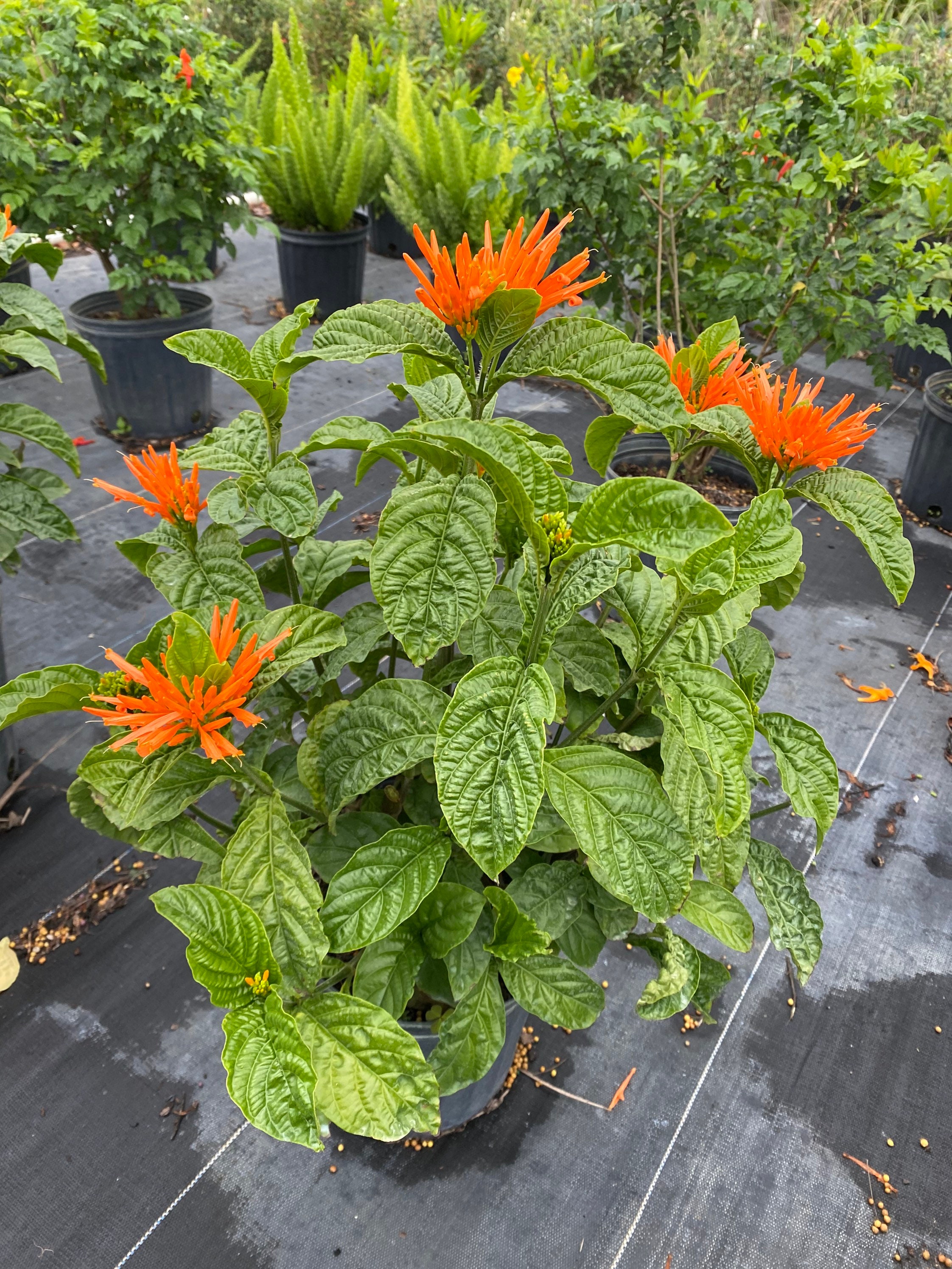 ★激レアサイン付★虎牌★雀鬼★オレンジ色 麻雀牌 麻雀用品 親マークとやきとりのセット 1 : 全自動麻雀卓のまーじゃん