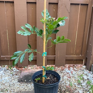 Jatropha integerrima red Peregrina Spicy Jatropha standard TREE FORM 10 inch pot FREE Shipping East Coast and Central States image 3