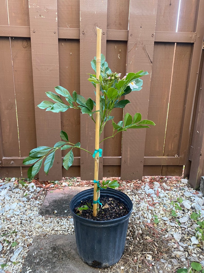 Jatropha integerrima red Peregrina Spicy Jatropha standard TREE FORM 10 inch pot FREE Shipping East Coast and Central States image 3