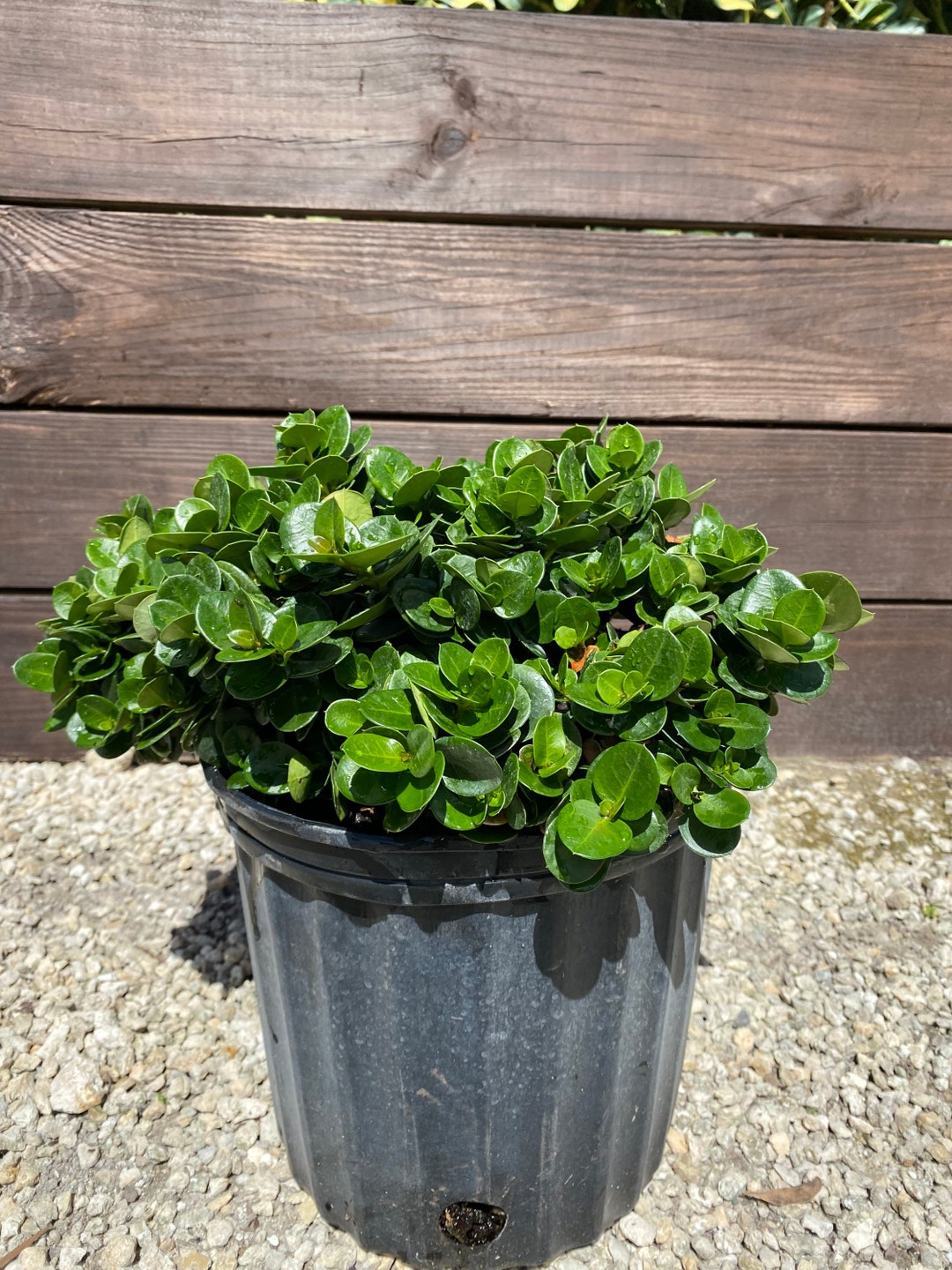 Carissa Boxwood Beauty Carissa Macrocarpa 10 Inch Pot FREE - Etsy