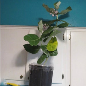 May include: A potted plant with large, green leaves and small, pink flower buds. The plant is in a black plastic pot, wrapped in clear plastic. The background is a teal wall and white cabinets.