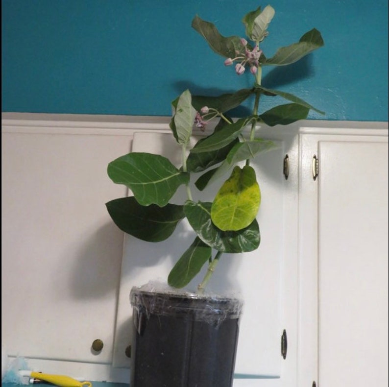 May include: A potted plant with large, green leaves and small, pink flower buds. The plant is in a black plastic pot, wrapped in clear plastic. The background is a teal wall and white cabinets.