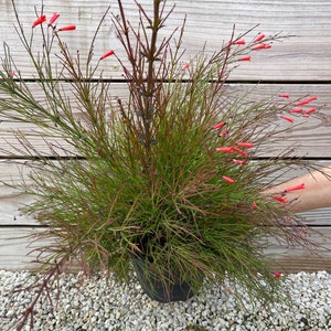 May include: A potted plant with vibrant green foliage and delicate red tubular flowers. The plant has thin, reddish stems and is set against a wooden background and a bed of small white stones. The plant is in a black pot.