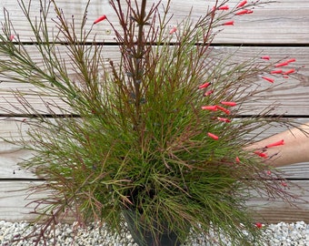 Red Firecracker Ruselia equisetiformis 6” inch pot
