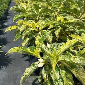 May include: A close-up of a variegated plant with green and yellow leaves. The plant has small white flower buds.