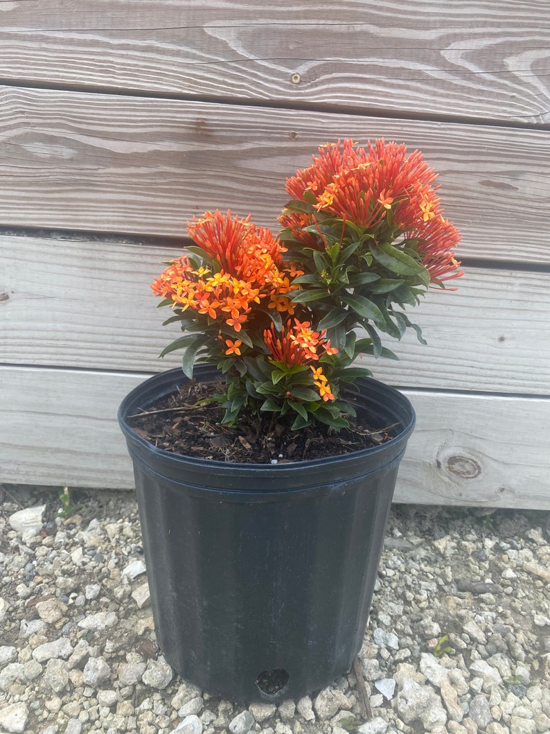 Ixora Taiwanese Carmen Orange Ixora taiwanensis 10 inch pot FREE Shipping East Coast and Central States zdjęcie 5