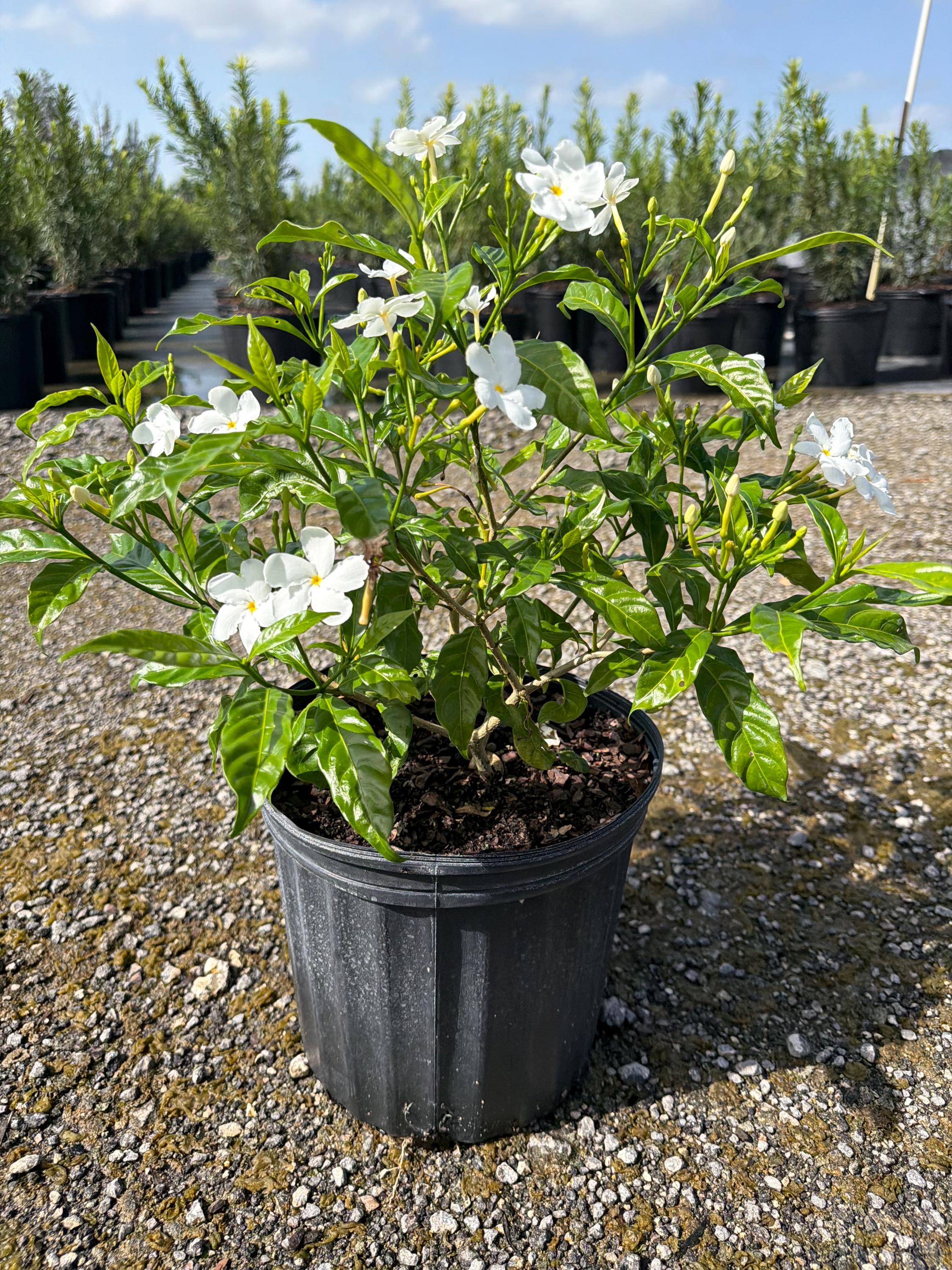 Pinwheel Jasmine Tabernaemontana Divaricata 10 Inch Pot, Tropical