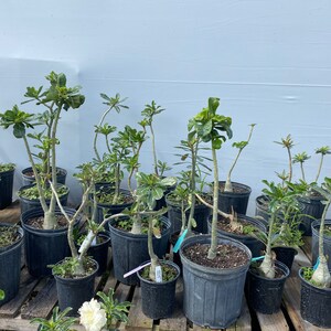 May include: A collection of desert rose plants in black plastic nursery pots. Each plant features a thick, succulent-like caudex base with slender, upright stems and green leaves. Small white identification tags are attached to several pots.
