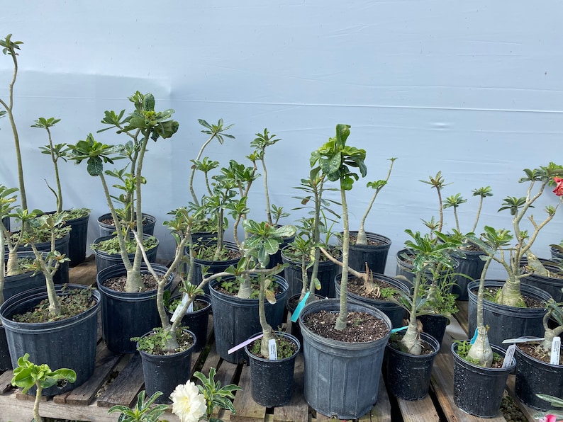 May include: A collection of desert rose plants in black plastic nursery pots. Each plant features a thick, succulent-like caudex base with slender, upright stems and green leaves. Small white identification tags are attached to several pots.