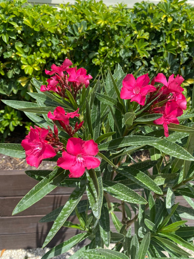 Oleander Calypso Pink Nerium Oleander TREE FORM 10 Inch Pot Etsy