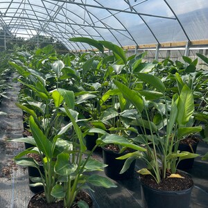 May include: A greenhouse filled with potted plants. The plants have large, green leaves and are in black pots. The greenhouse has a metal frame and a clear plastic roof, allowing sunlight to filter through. The plants are arranged in rows.