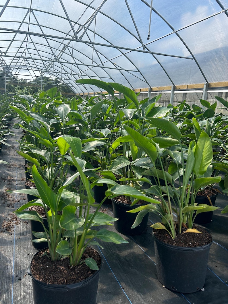 May include: A greenhouse filled with potted plants. The plants have large, green leaves and are in black pots. The greenhouse has a metal frame and a clear plastic roof, allowing sunlight to filter through. The plants are arranged in rows.
