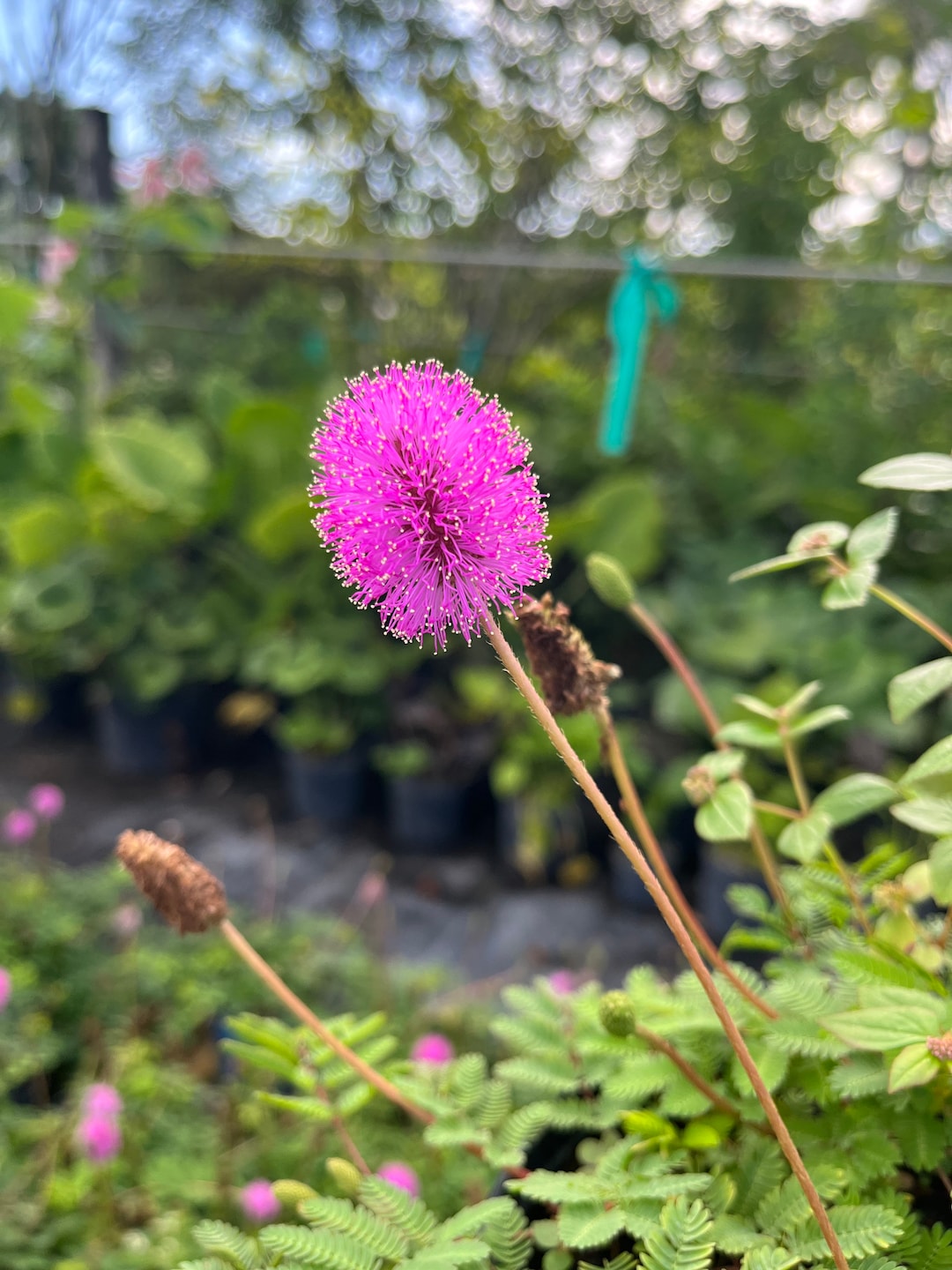 Sunshine Mimosa – Mimosa Strigilosa 6 Inch Pot. Pink Powderpuff