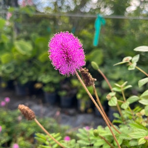 May include: A close-up of a pink flower with a fuzzy texture. The flower is on a long stem with green leaves.