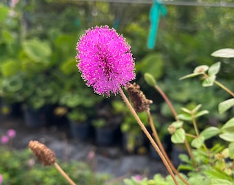 Sunshine Mimosa – Mimosa Strigilosa 6 Inch Pot, Native Groundcover