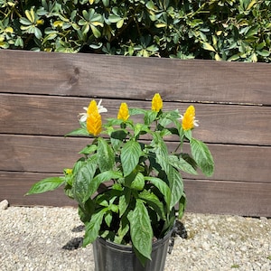 Yellow Shrimp Plant Pachystachys lutea Golden Shrimp plant 10 inch pot FREE Shipping East Coast and Central States image 1