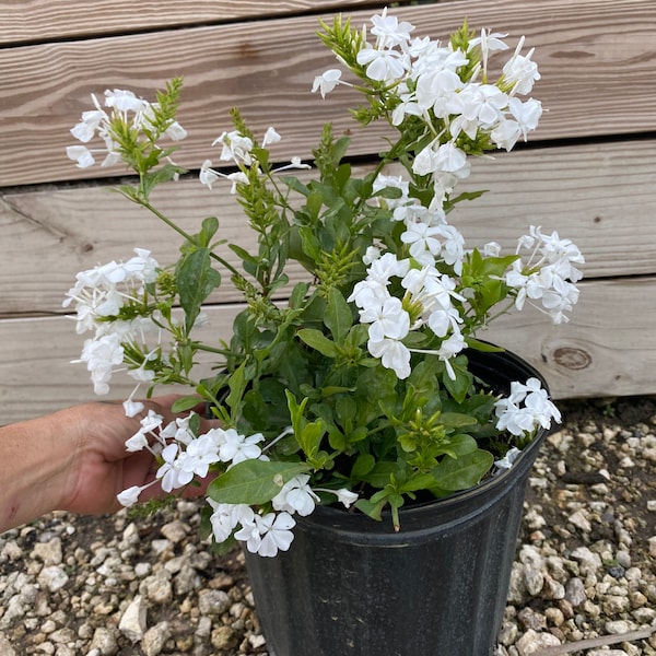 White Cape Plumbago Plumbago auriculata 10” inch pot  FREE Shipping East Coast and Central States