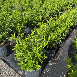 Night Blooming Jasmine – Cestrum nocturnum 10 Inch Pot, Fragrant Tropical Shrub, Night-Scented Flowers for Borders & Patio image 7