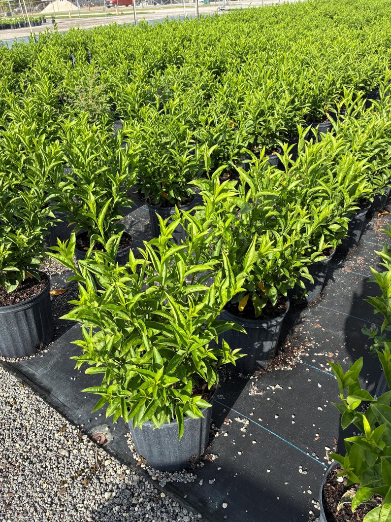 Night Blooming Jasmine – Cestrum nocturnum 10 Inch Pot, Fragrant Tropical Shrub, Night-Scented Flowers for Borders & Patio image 7