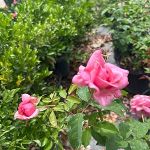 Belinda’s Dream Rose – Rosa ‘Belinda’s Dream’ 10 Inch Pot, Fragrant Pink Rose Bush, Hardy Garden & Landscape Accent Bild 6