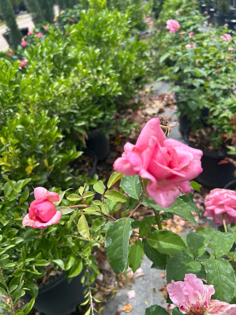 Belinda’s Dream Rose – Rosa ‘Belinda’s Dream’ 10 Inch Pot, Fragrant Pink Rose Bush, Hardy Garden & Landscape Accent Bild 6