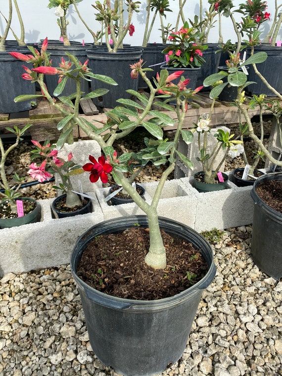 Adenium Hybrid Desert Rose Grafted vulcanus BR 10 Inch Pot Etsy