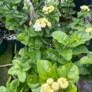 May include: Close-up of a jasmine plant with vibrant green leaves and clusters of white and yellow flowers. The image showcases the plant's lush foliage and delicate blooms, highlighting its natural beauty.