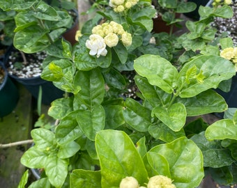 Grand Duke of Tuscany Jasmine – Jasminum sambac 6 Inch Pot, Double Fragrant White Blooms, Arabian Jasmine, Tropical Garden Favorite