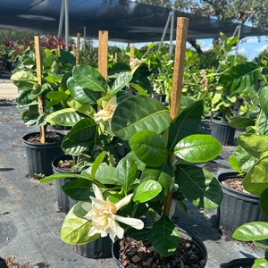 May include: A close-up of a white gardenia plant with green leaves in a black pot. The plant is being supported by a wooden stake. The plant is in a nursery setting with other plants in the background.